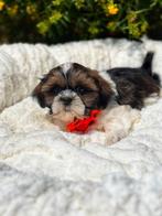 Lieve ,sociale Lhasa - apso pupjes klaar voor vertrek, België, Overige rassen, CDV (hondenziekte), 8 tot 15 weken