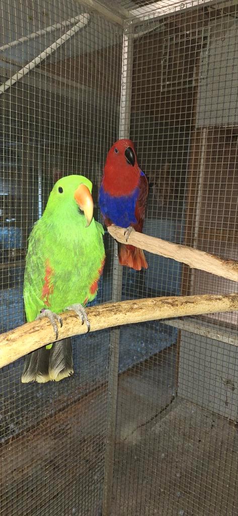 Koppel edelpapegaaien, Dieren en Toebehoren, Vogels | Parkieten en Papegaaien