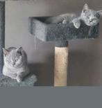 Britse Korthaar kittens, Meerdere dieren, Gechipt, 0 tot 2 jaar