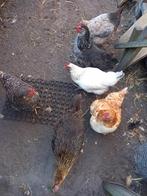 legkippen, Dieren en Toebehoren