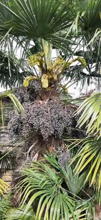 Trachycarpus fortunei zaden, Jardin & Terrasse, Plantes | Jardin, Enlèvement ou Envoi