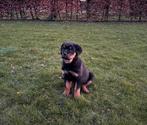 Rottweiler pups, Dieren en Toebehoren, Honden | Bulldogs, Pinschers en Molossers, België, CDV (hondenziekte), 8 tot 15 weken, Teef