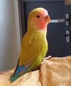 love bird, Dieren en Toebehoren, Vogels | Parkieten en Papegaaien, Mannelijk, Papegaai, Tam