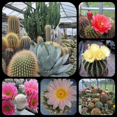 Cactussen  0,80 euro tijdens opendeurdagen 26 mei en 2 juni, Maison & Meubles, Plantes d'intérieur, Cactus, En pot, Enlèvement