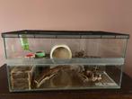 Glazen kooi/terrarium voor hamster of Gerbil + toebehoren, Dieren en Toebehoren, Ophalen, Gebruikt, Overige typen