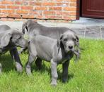 duitse dog pups blauw, Dieren en Toebehoren, België, 15 weken tot 1 jaar, Overige rassen, CDV (hondenziekte)