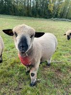 Hampshire Down ram te koop, Dieren en Toebehoren, Schapen, Geiten en Varkens, Mannelijk, Schaap, 0 tot 2 jaar