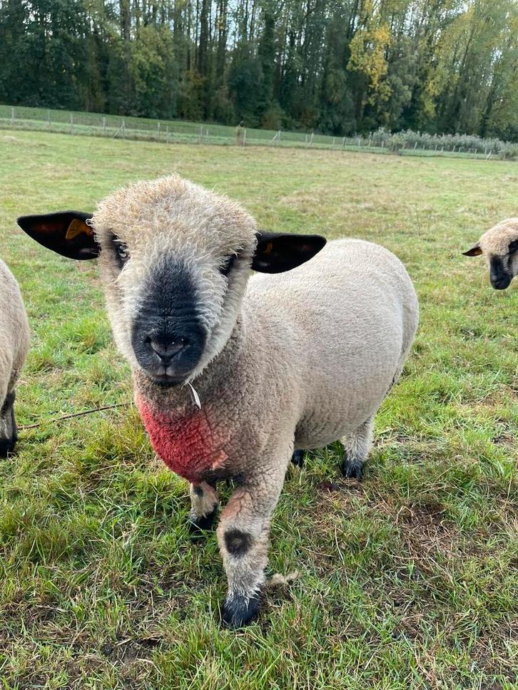 Hampshire Down ram te koop, Dieren en Toebehoren, Schapen, Geiten en Varkens, Schaap, Mannelijk, 0 tot 2 jaar