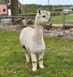 Alpaca merrie te koop