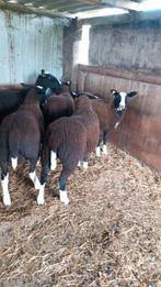Schapen schaap, Dieren en Toebehoren, Schapen, Geiten en Varkens