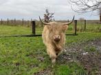 Schotse hooglander stier highland, Dieren en Toebehoren, Runderen