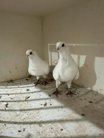 Mooi witte duiven beschikbaar voor biedingen