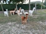 Verschillende hengsten te koop 1-3jaar, Dieren en Toebehoren, Paarden