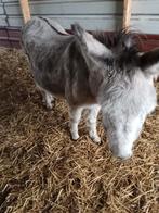 Ezel, Animaux & Accessoires, Moutons, Chèvres & Cochons