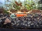 Orange sakura garnalen neocaridina, Dieren en Toebehoren, Kreeft, Krab of Garnaal, Zoetwatervis