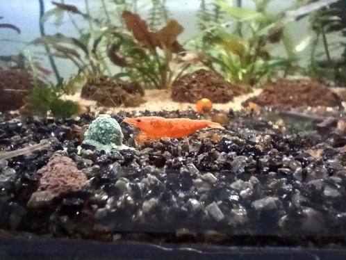 Orange sakura garnalen neocaridina, Dieren en Toebehoren, Vissen | Aquariumvissen, Zoetwatervis, Kreeft, Krab of Garnaal