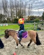 GEZOCHT: Brave B-pony (120-124 cm), Dieren en Toebehoren, Meerdere dieren, B, B pony (1.17m tot 1.27m), Gechipt