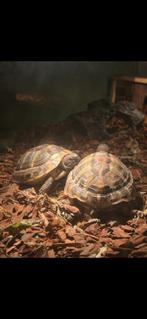 2griekse landschildpadjes met toebehoren, Dieren en Toebehoren, Schildpad, Met terrarium, 0 tot 2 jaar