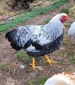 Coq wyandotte perdrix argenté