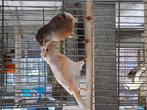 Mooi koppel harlekijnen te koop, Dieren en Toebehoren, Meerdere dieren, Postuurkanarie