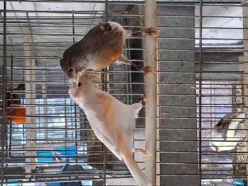 Laatste mooie koppel harlekijnen te koop beschikbaar voor biedingen