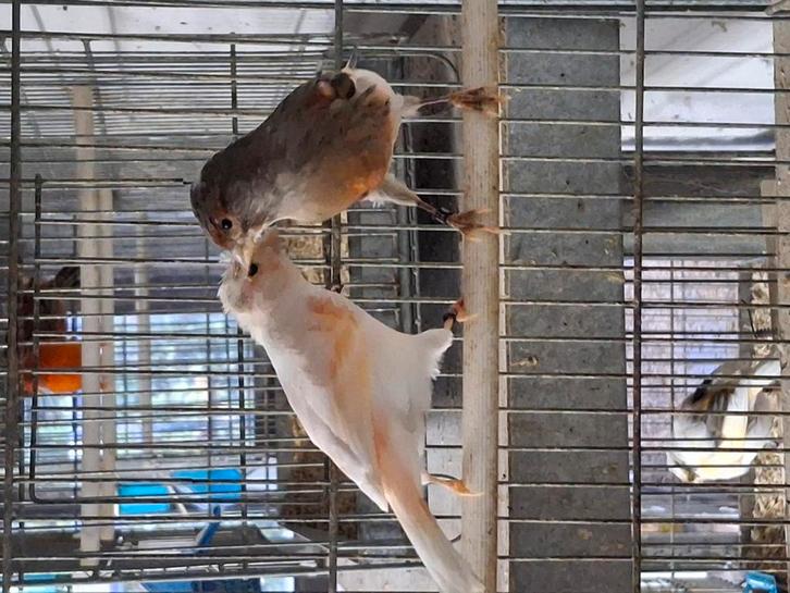 Mooi koppel harlekijnen te koop, Dieren en Toebehoren, Vogels | Kanaries, Postuurkanarie, Meerdere dieren