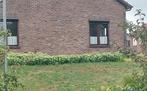 Sedum = bijenplant, Tuin en Terras, Volle zon, Vaste plant, Zomer, Ophalen