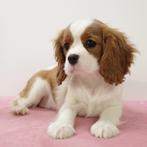 Cavalier King Charles pups te koop, Dieren en Toebehoren, België, 15 weken tot 1 jaar, CDV (hondenziekte), Meerdere