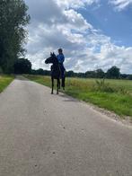 C pony, Dieren en Toebehoren, Pony's, Merrie, B, 3 tot 6 jaar, C pony (1.27m tot 1.37m)