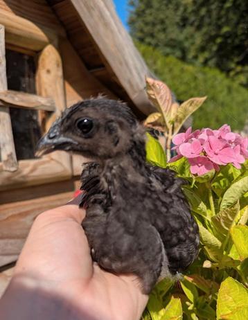Hennen eastereggers kleurleggers groenleggers kippen  beschikbaar voor biedingen