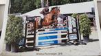 Te lease aangeboden verzorgpony / lease paard, Dieren en Toebehoren, Paarden, ZZ, Springpaard, Minder dan 160 cm, Gechipt