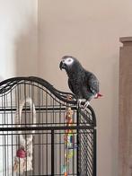 cgris du gabon +cage, Animaux & Accessoires, Enlèvement