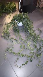 Hedera Pittsburgh klimop, Tuin en Terras, Ophalen