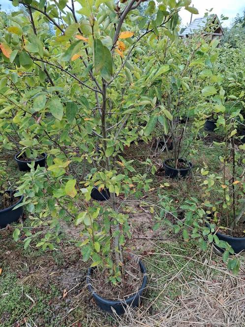 meerstammige krenten, Tuin en Terras, Planten | Tuinplanten, Herfst, Ophalen