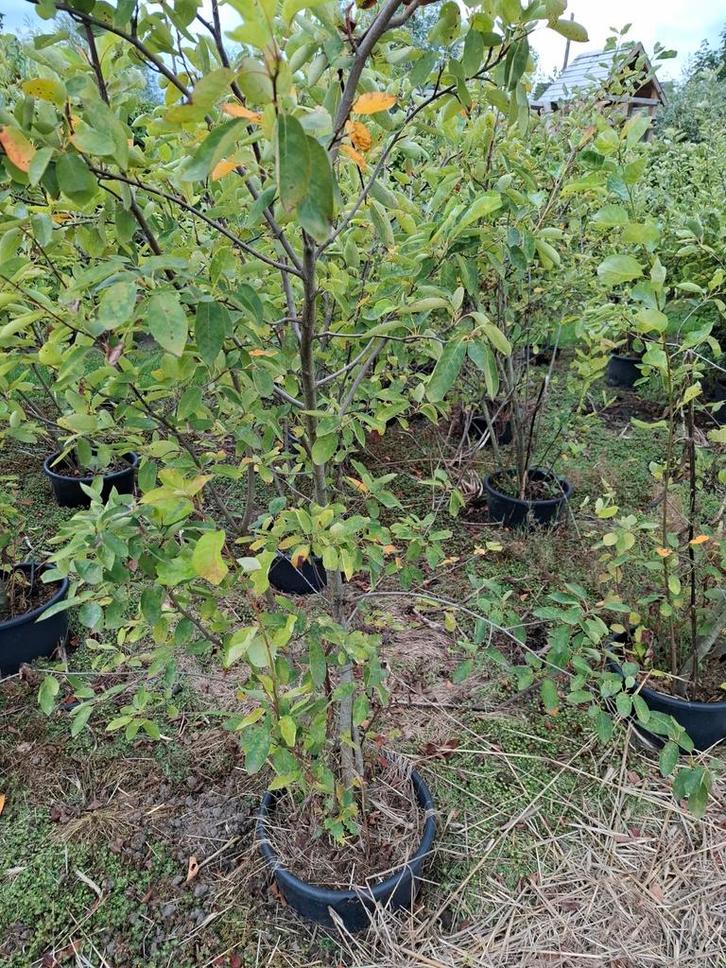 meerstammige krenten, Tuin en Terras, Planten | Tuinplanten, Herfst, Ophalen