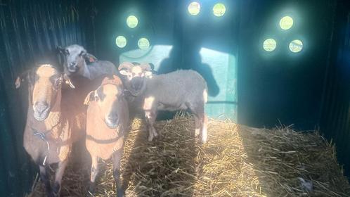 Prachtige ram kruising kameroen x dorper, Dieren en Toebehoren, Overige Dieren, Mannelijk