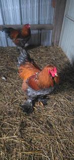 Braham haan hanen, Dieren en Toebehoren