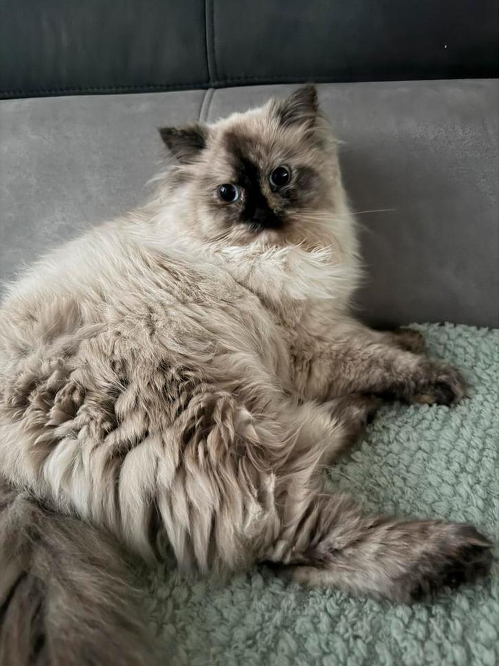 Ragdoll poes, Dieren en Toebehoren, Katten en Kittens | Raskatten | Langhaar, Poes, 0 tot 2 jaar, Gechipt, Ontwormd, Ingeënt