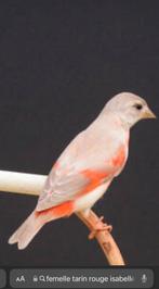 FRANCE femelles tarins du Venezuela mutation Isabelle, Femelle, Bagué