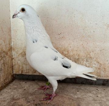 Witte duiver beschikbaar voor biedingen