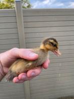 Handtamme indische loopeenden, Dieren en Toebehoren, Pluimvee, Meerdere dieren, Eend