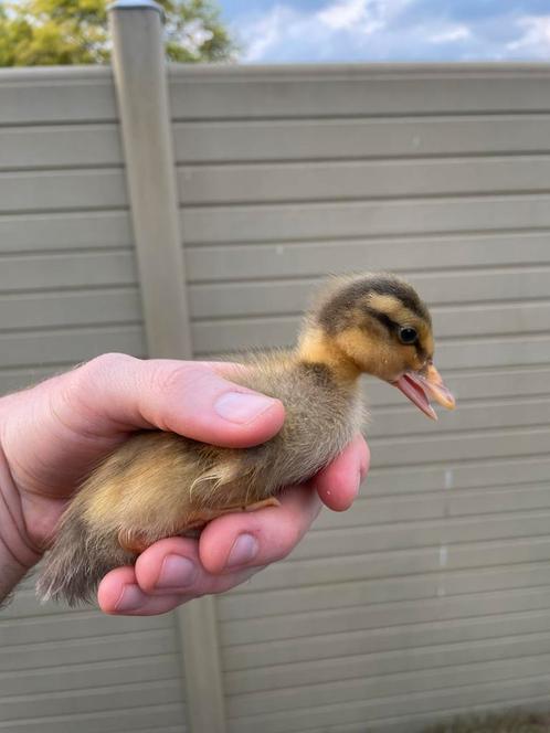 Handtamme indische loopeenden, Dieren en Toebehoren, Pluimvee, Eend, Meerdere dieren