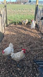 Poule de bresse, Dieren en Toebehoren