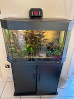 Aquarium met bijhorende kast en alle toebehoren, Gebruikt, Ophalen, Gevuld zoetwateraquarium