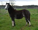 Welsh Section A merrie speciale kleur, B pony (1.17m tot 1.27m), Merrie, 0 tot 2 jaar, Gechipt