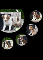 Prachtige Border Collie pups, Animaux & Accessoires, Chiens | Bergers & Bouviers, Colley, Plusieurs, Parvovirose, Belgique