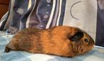 Cavia beer gecastreerd, Dieren en Toebehoren, Knaagdieren, Cavia