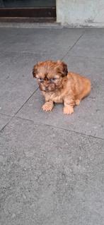 Shih tzu pups, België, Fokker | Hobbymatig, CDV (hondenziekte), 8 tot 15 weken