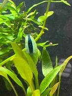 Blue velvet garnalen, Dieren en Toebehoren
