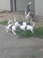 Jack russel pupjes zoeken een nieuw huisje, Dieren en Toebehoren, Honden | Jack Russells en Terriërs, Particulier, CDV (hondenziekte)
